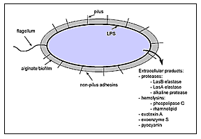 vandel1t.gif (4328 bytes)